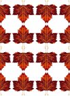 Autumnal maple leaves pattern on white background. — Stock Photo