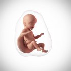 Idade do feto humano 26 semanas — Fotografia de Stock