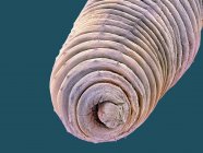 Earthworm coloured scanning electron micrograph — Stock Photo