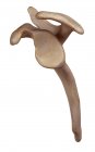 Anatomía de la escápula humana - foto de stock