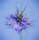Love in the mist flower on blue background. — Stock Photo