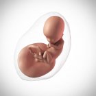 Human fetus age 13 weeks — Stock Photo