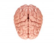 Нормальний людський мозок — стокове фото
