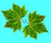 Two green maple leaves on blue background. — Stock Photo