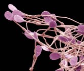 Coloured scanning electron micrograph (SEM) of immature dog sperm. — Stock Photo