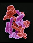 Micrografía electrónica de bacterias y levaduras - foto de stock