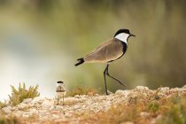 Spur-winged plover with chick walking on rocky ground. — Stock Photo