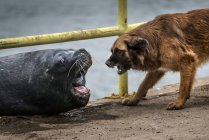 Domestic dog barking at sea lion of coast of Chile. — Stock Photo