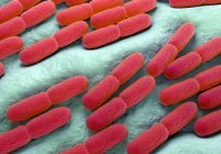 Lactobacillus bulgaricus bacteria — Stock Photo