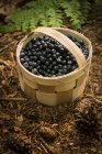 Basket full of bilberries on forest ground. — Stock Photo