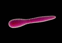 Бактерии плевротенового десмида — стоковое фото