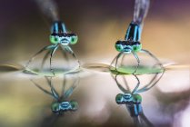 Erwachsene Libellen auf Blatt — Stockfoto
