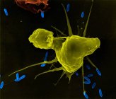 Ясенний макрофагів фагоцитоз кишкової палички — стокове фото