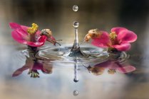Дві маленькі равлики на рожевих квітах у воді з падаючими краплями і дзеркальним зображенням . — стокове фото