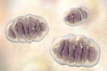 Mitochondries organites structure, illustration informatique — Photo de stock