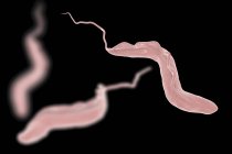 Trypanosoma brucei найпростіші — стокове фото