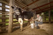 Homem sênior ordenha vaca no celeiro . — Fotografia de Stock