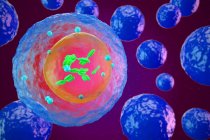 Лимфоциты лейкоциты — стоковое фото