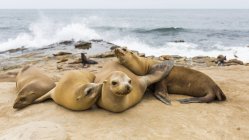 Group of sea lions basking in sunlight on beach. — Stock Photo