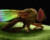 Micrografo della mosca della casa — Foto stock