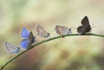 Fünf Schmetterlinge auf einem Pflanzenstamm — Stockfoto