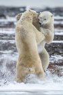 Polar bears fighting — Stock Photo