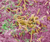 ОД у формі бактерії Tragelaphus — стокове фото
