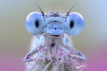 Рівнокрилі бабки з блакитними очима — стокове фото