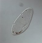 Micrógrafo de luz de contraste de fase de Paramecium un protozoo ciliado . - foto de stock