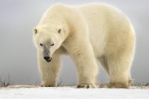 Білий ведмідь ходить на снігу — стокове фото