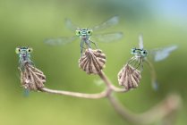 Libellen auf einer trockenen Blume — Stockfoto