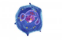Структура лейкоцитов — стоковое фото