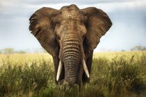 Vue de face de l'éléphant d'Afrique dans l'herbe, Serengeti, Tanzanie . — Photo de stock