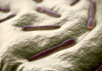 Pleurotaenium bactérias desmidas — Fotografia de Stock