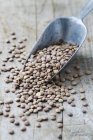 Green lentils in metal grain scoop. — Stock Photo