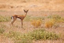 Gazelle de montagne debout dans la prairie . — Photo de stock