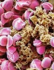 Клітини червоної крові та тромбоцити — стокове фото