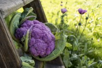 Purple cauliflower on wooden ladder, close-up. — Stock Photo
