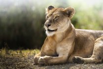 Löwin liegend und liegend, ngorogoro, tansania. — Stockfoto