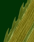 Травинка с зазубренным краем — стоковое фото