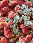 Красные клетки крови и тромбоциты — стоковое фото