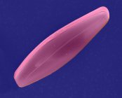 Salt water pennate diatom frustule — Stock Photo