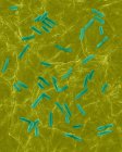 Escherichia coli на поверхні шкіри людини — стокове фото