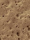 Micrografia eletrônica de varredura colorida (SEM) Superfície de casca de ovo de frango (Gallus gallus domesticus ). — Fotografia de Stock