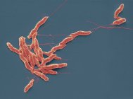 Campylobacter jejuni Bakterien — Stockfoto