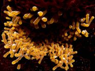 Bacteria de la tuberculosis de Mycobacterium - foto de stock