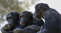 Drei Schimpansen knüpfen Kontakte in freier Natur. — Stockfoto