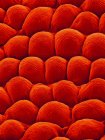 Papilas na superfície superior de uma pétala de rosa (Rosa sp), micrografia eletrônica de varredura colorida (SEM ). — Fotografia de Stock