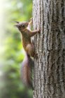 Rotes Eichhörnchen auf Baumstamm. — Stockfoto