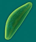 Marine pennate diatom frustule — Stock Photo